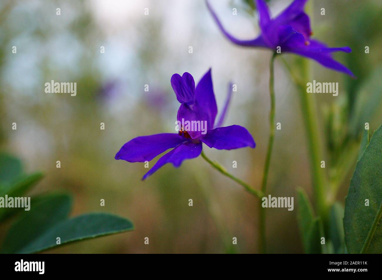 Photos of beautiful wild flowers. The flowering of spring. Stock Photo