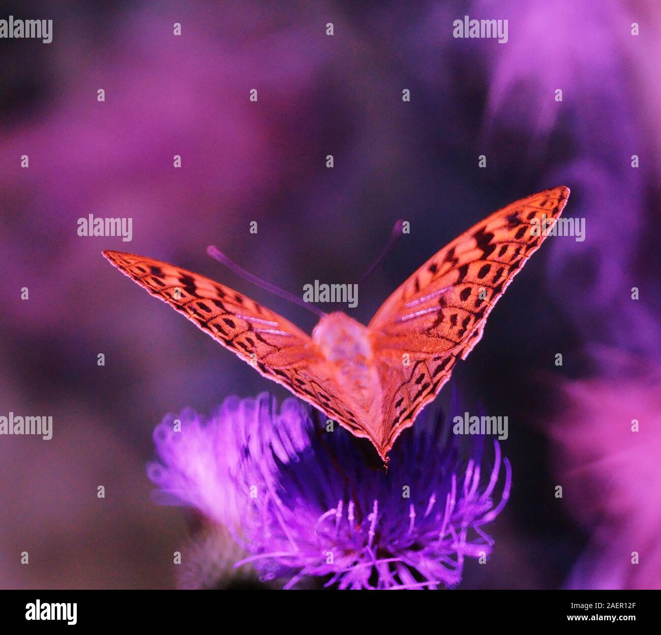 Photo of a beautiful butterfly in nature. Beautiful wild flowers