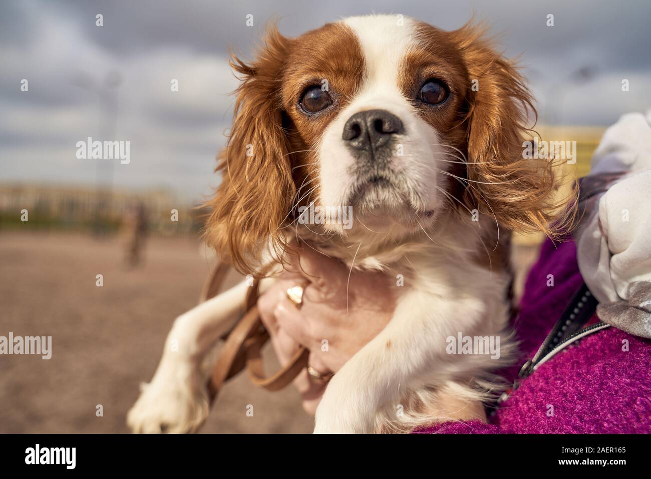 Spotted spaniel discount