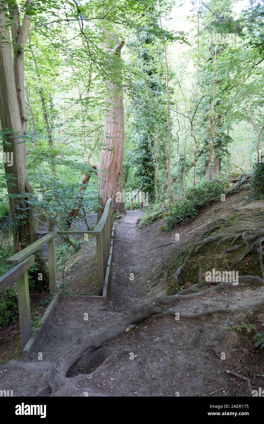 Pathway through the forest in Gobions Wood. Stock Photo