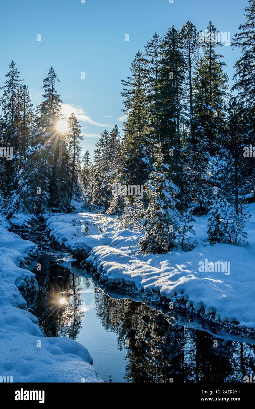 The sun reflects in the snowy, wintery forest stream which creates a calm and peaceful atmosphere. This mood invites you to go hiking in this wonderfu Stock Photo