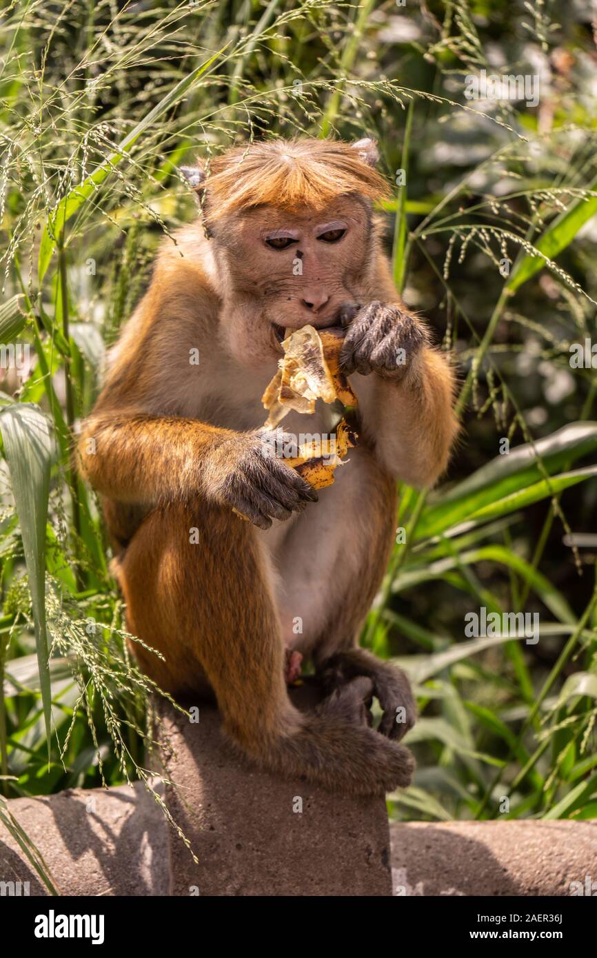 Red-haired monkey with a funny hairstyle eats a banana Stock Photo - Alamy