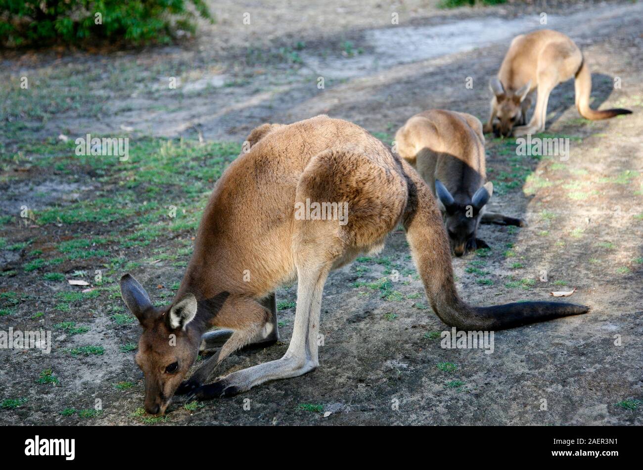 Western Australian Kangaroo eating Stock Photo Biology Diagrams