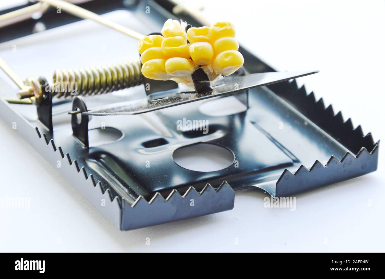 black iron mouse trap bait by corn seed on white background Stock Photo