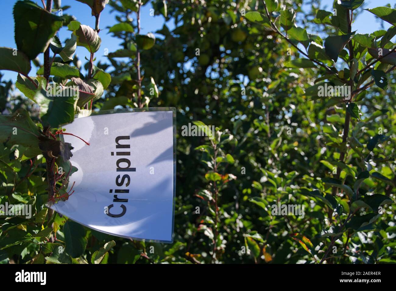 Crispin type apple sign posted to navigate customers at a fruit picking orchard. Stock Photo