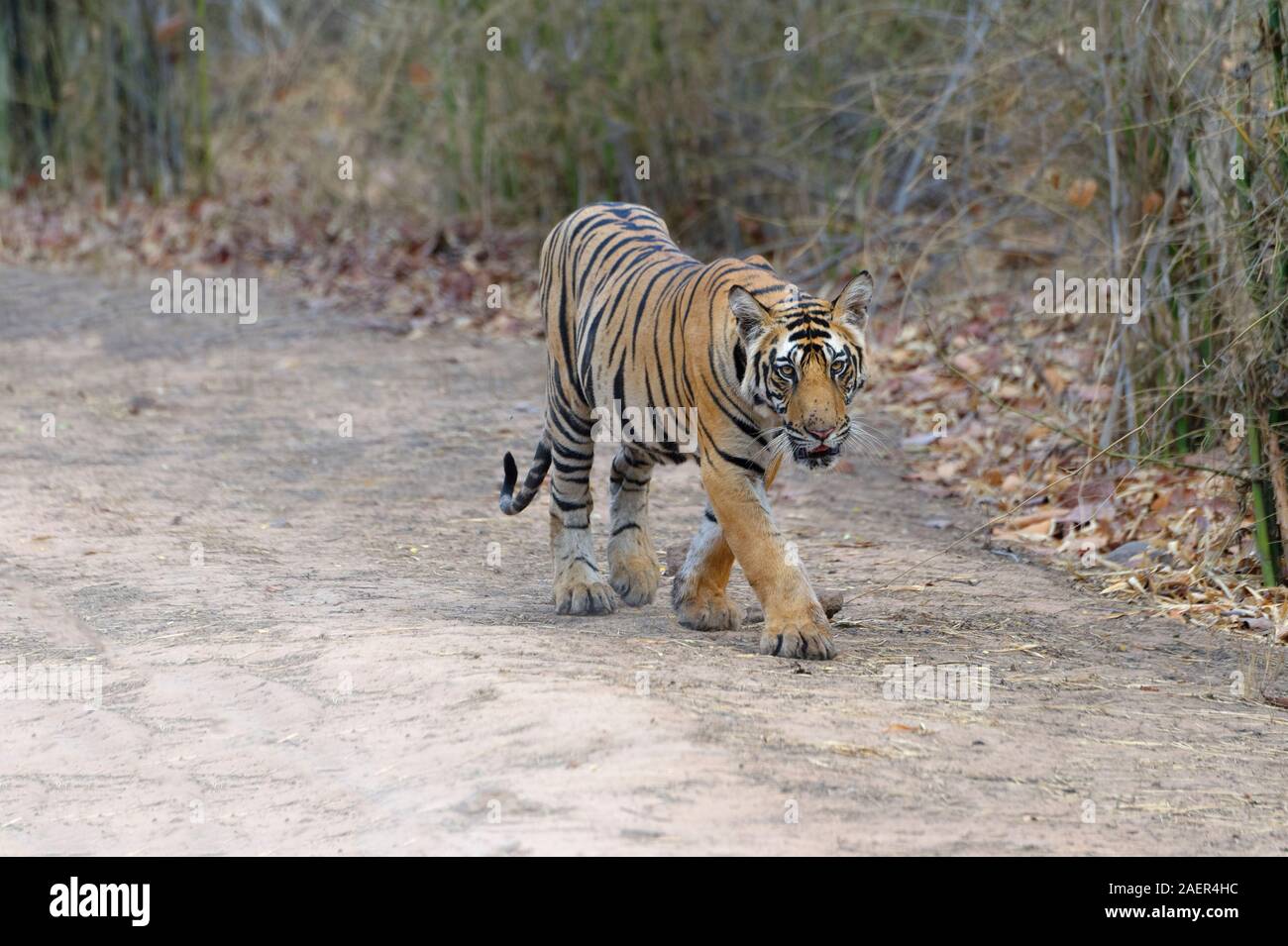 Young Bengal tiger (Panthera tigris tigris) walking on a forest path, Bandhavgarh National Park, Madhya Pradesh, India Stock Photo