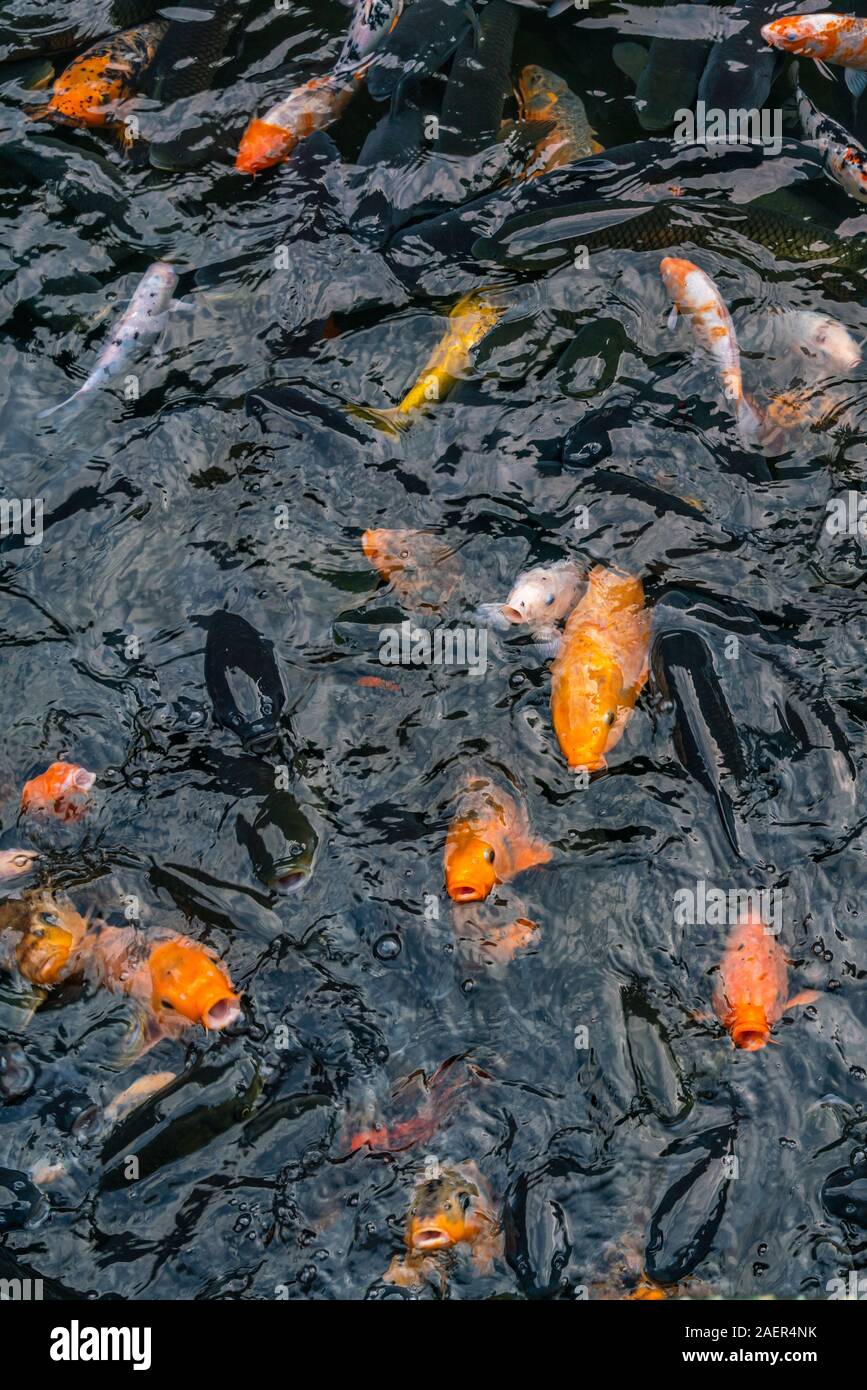 Mirror Carp Underwater High Resolution Stock Photography and Images - Alamy