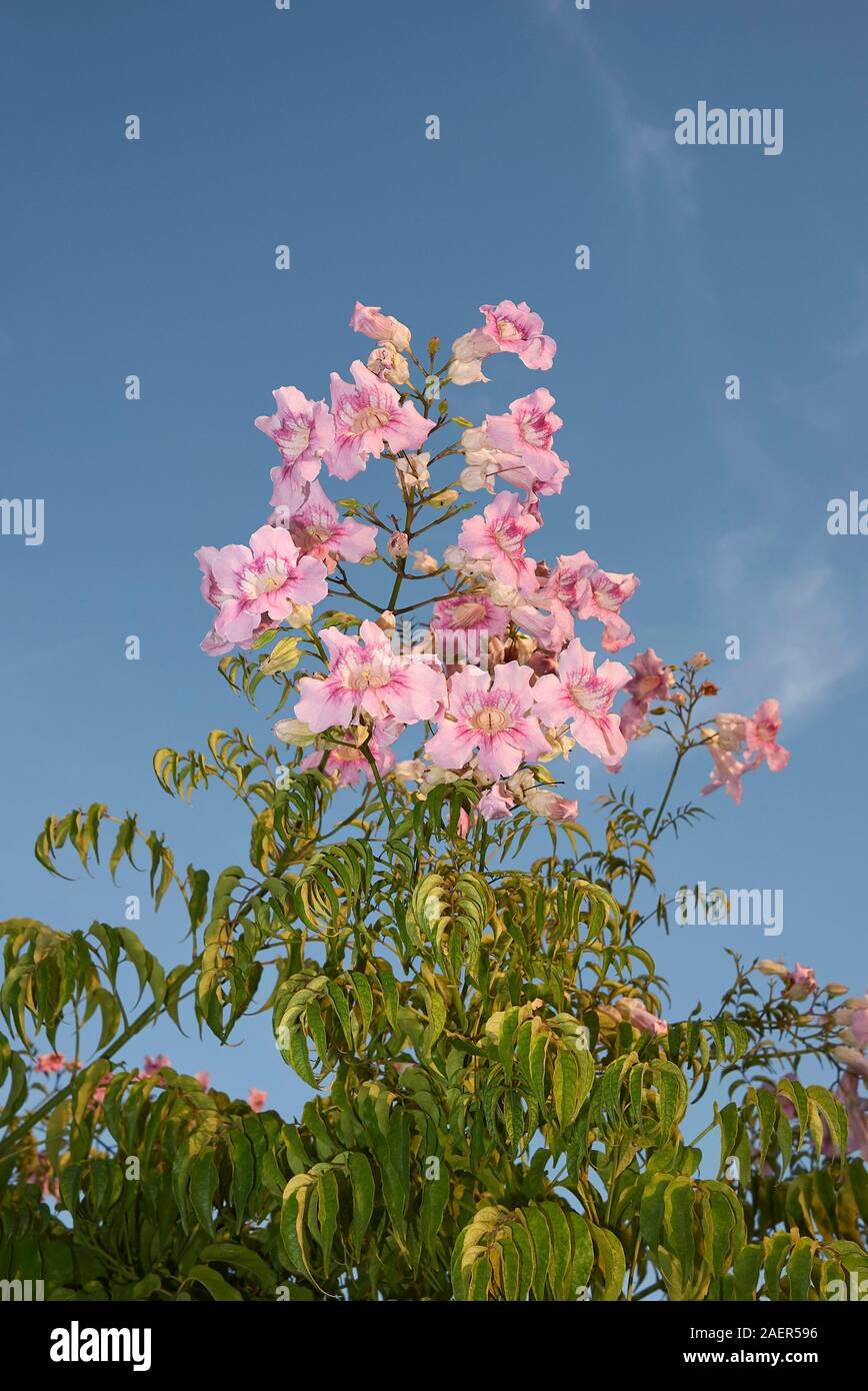 pink inflorescence of Podranea ricasoliana, climber plant Stock Photo