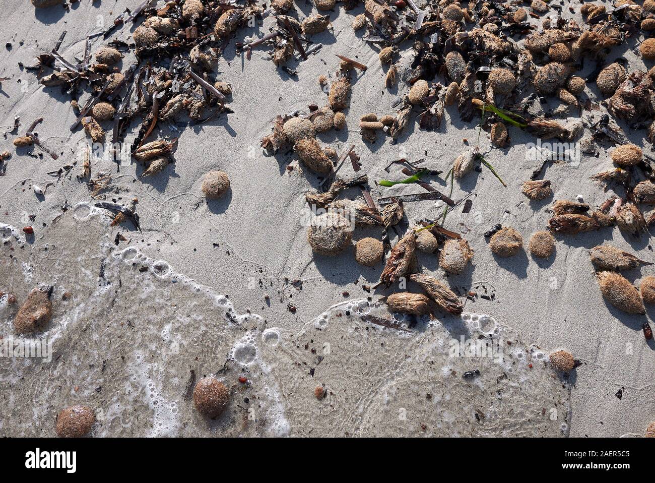 Posidonia oceanica fiber balls on the beach Stock Photo