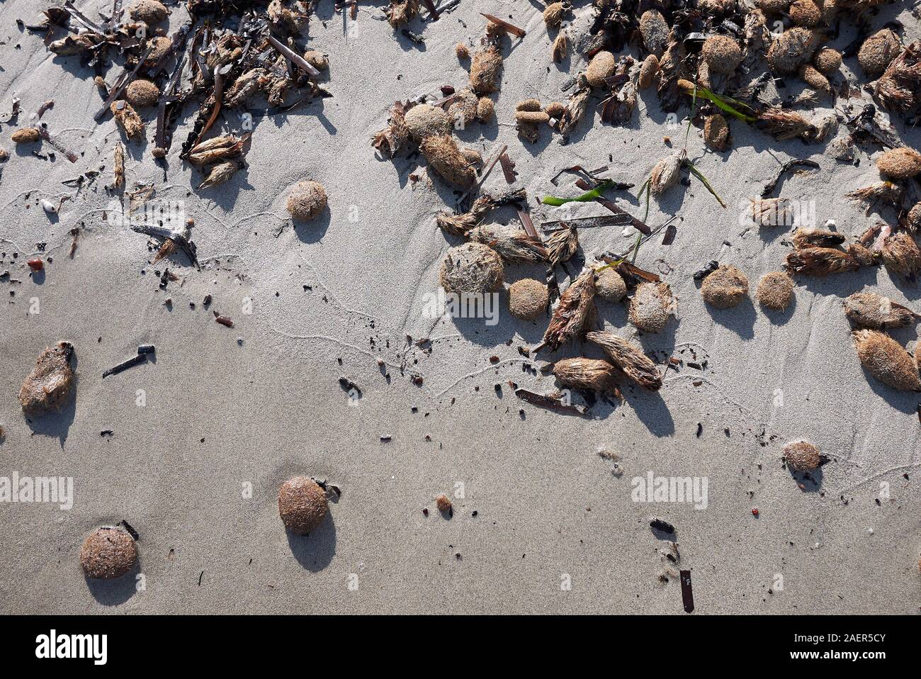 Posidonia oceanica fiber balls on the beach Stock Photo