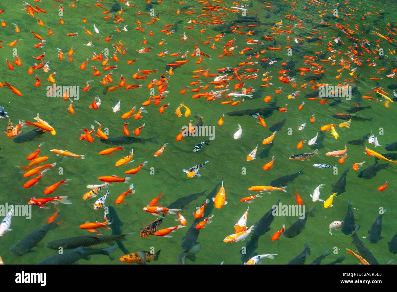 Beautiful photo of colorful mirror carp fish pond Stock Photo - Alamy