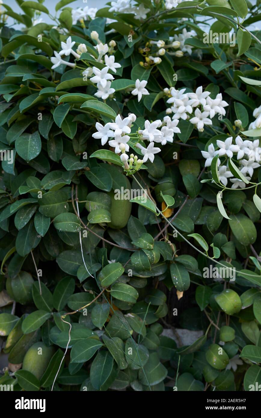 white flowers of Stephanotis floribunda plant Stock Photo