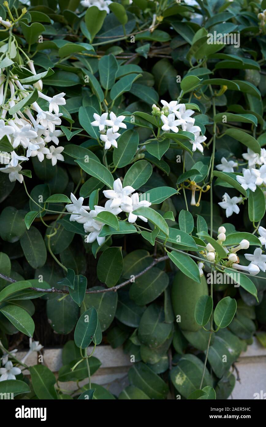 white flowers of Stephanotis floribunda plant Stock Photo