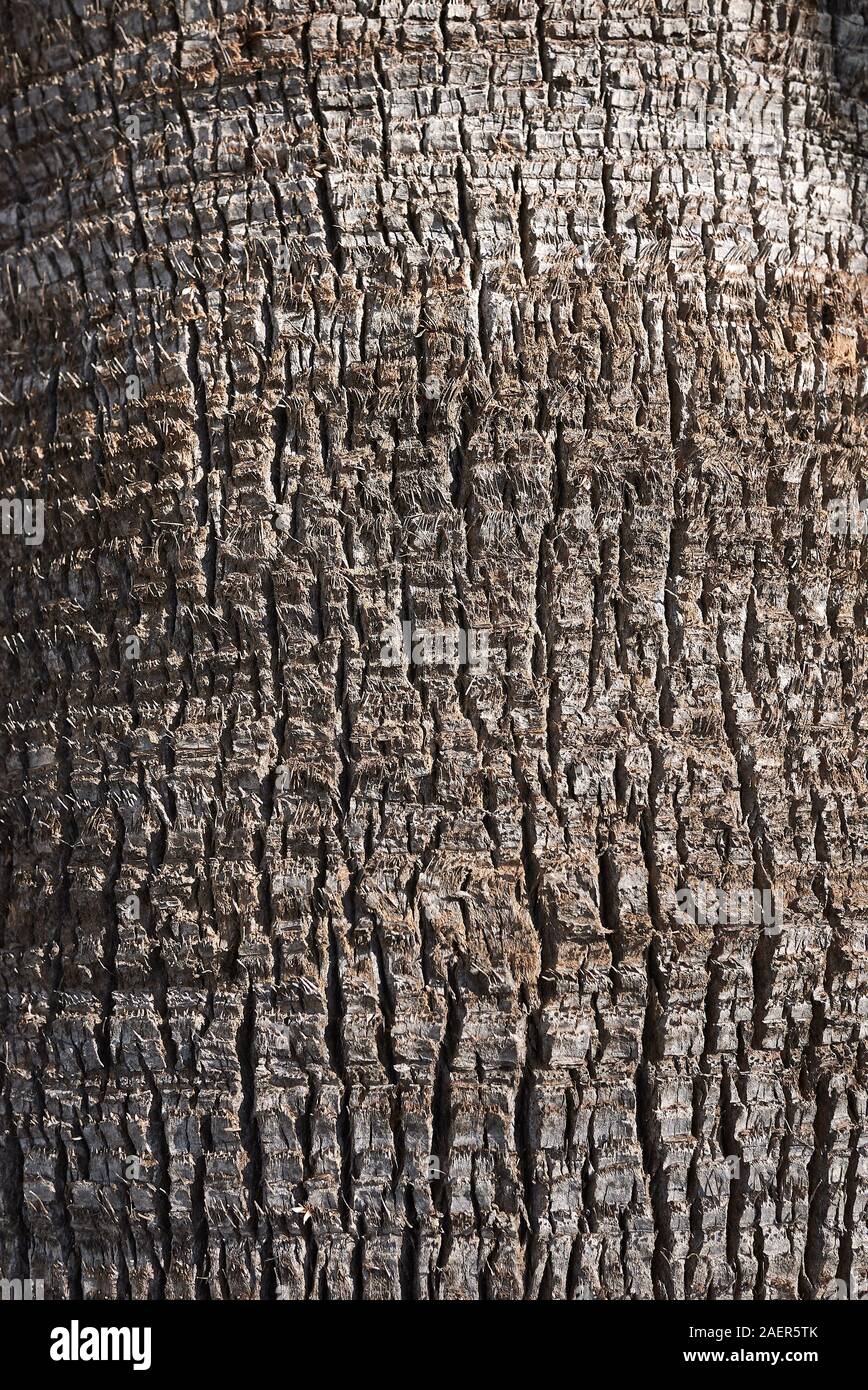 Washingtonia filifera bark close up Stock Photo