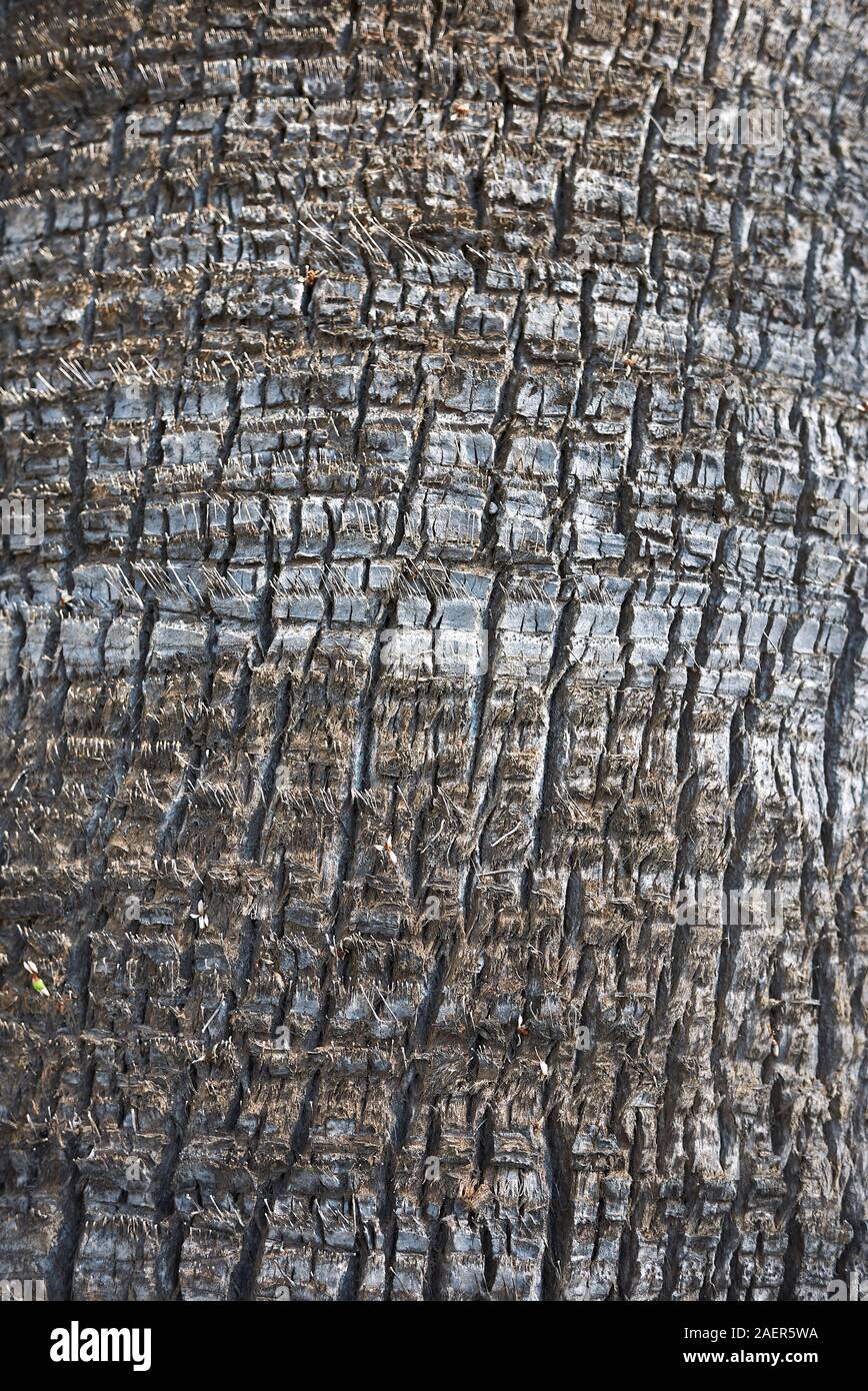 Washingtonia filifera bark close up Stock Photo