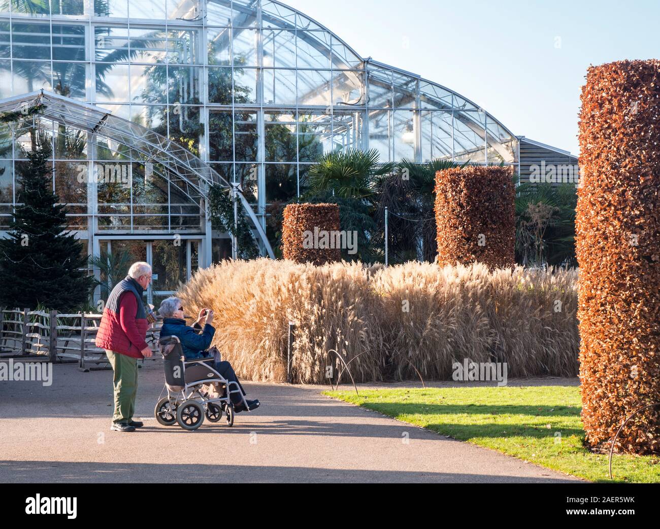 Disabled carer mature couple at Wisley Horticultural Gardens, with husband carer attending wife in wheelchair, who is taking a garden photograph in late winter sunshine of ornamental grasses miscanthus sinensis 'autumn light' Grass Maiden... Sunny Autumn Garden Backlit Glasshouse in background Surrey UK Stock Photo