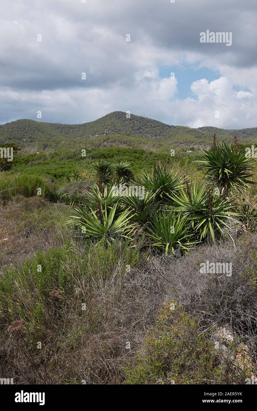 Ibiza island landscape with Yucca aloifolia plants Stock Photo