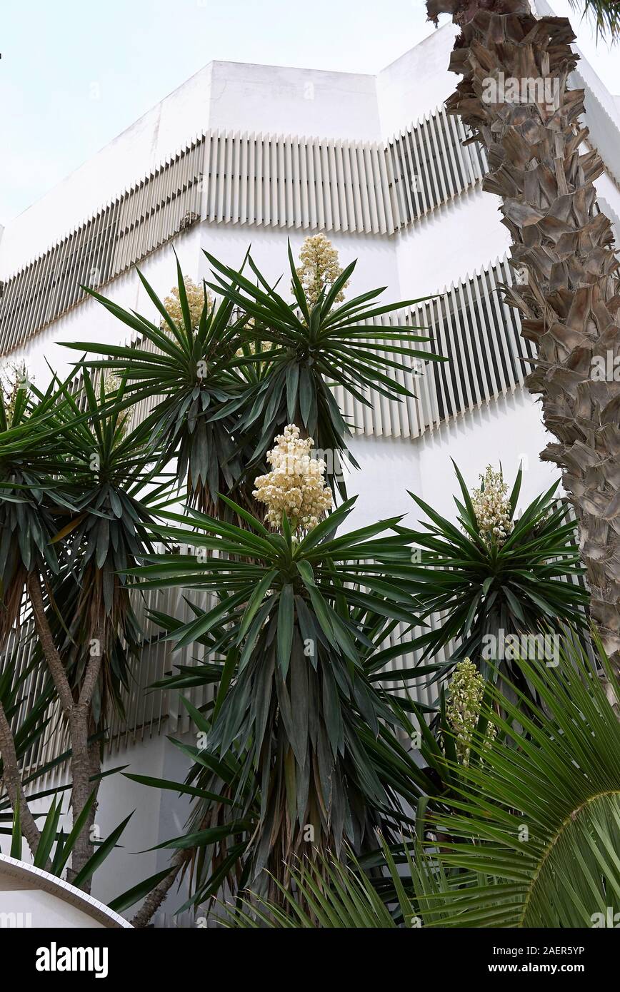 Yucca gigantea in bloom Stock Photo