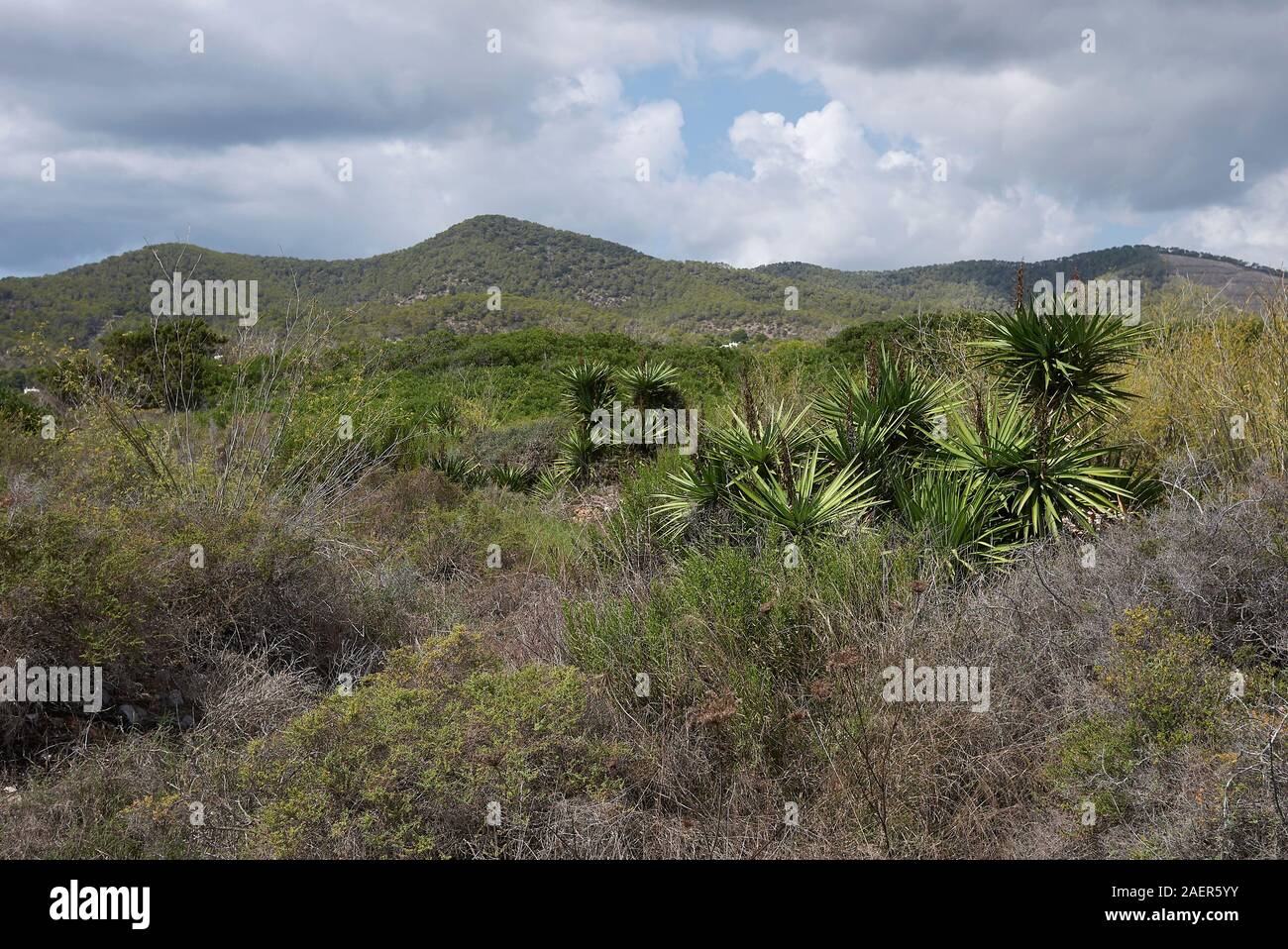 Ibiza island landscape with Yucca aloifolia plants Stock Photo