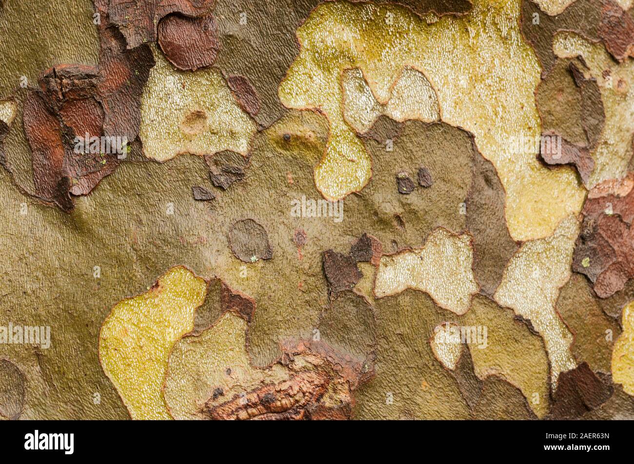 Plane tree (platanus) bark texture macro shot Stock Photo