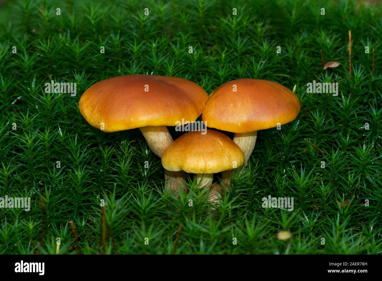 Group of three Scaly Rustgill mushrooms growing in moss Stock Photo