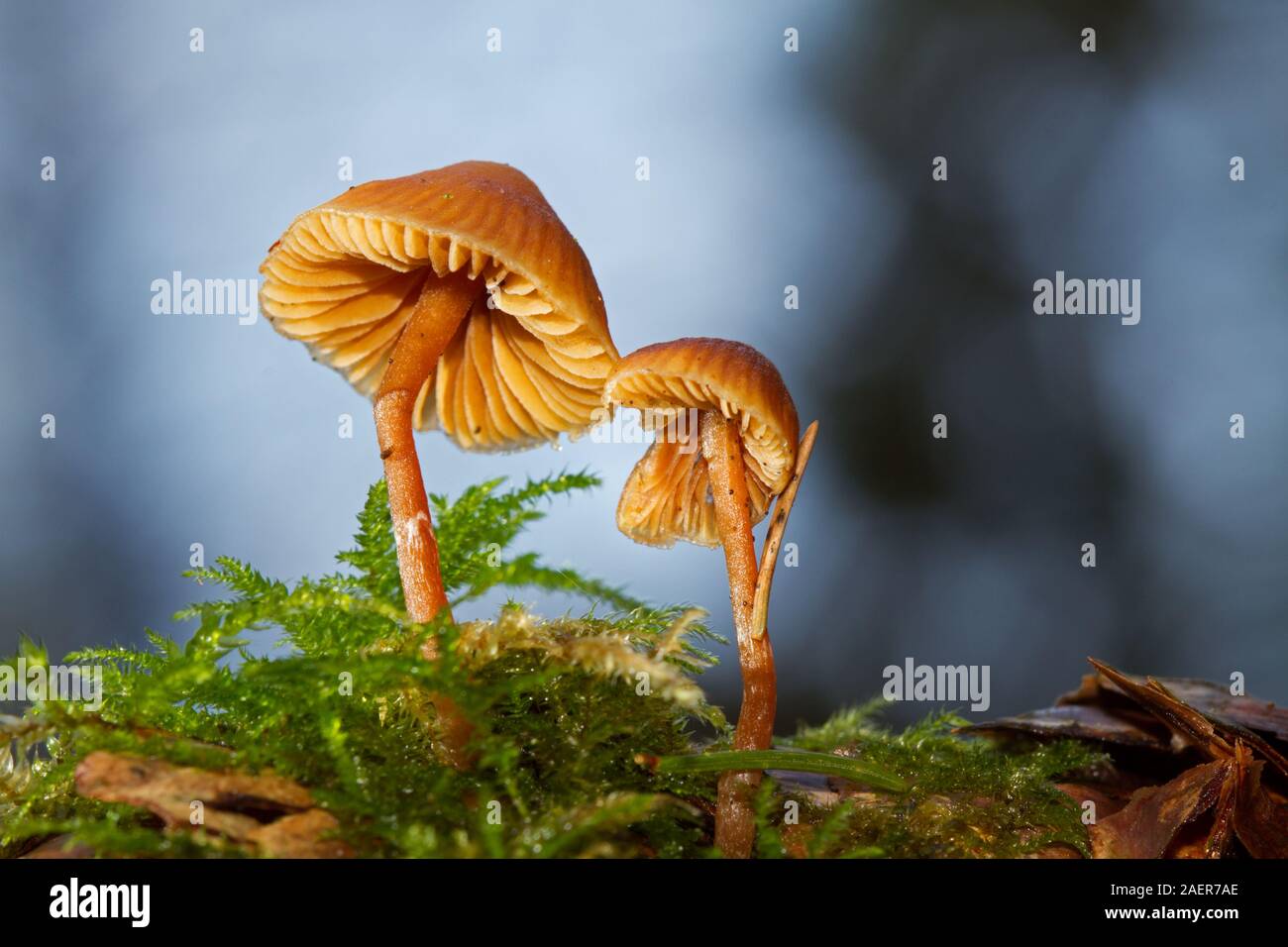 Tiny mushrooms, probably Conifere caps, growing on the cone of a spruce Stock Photo