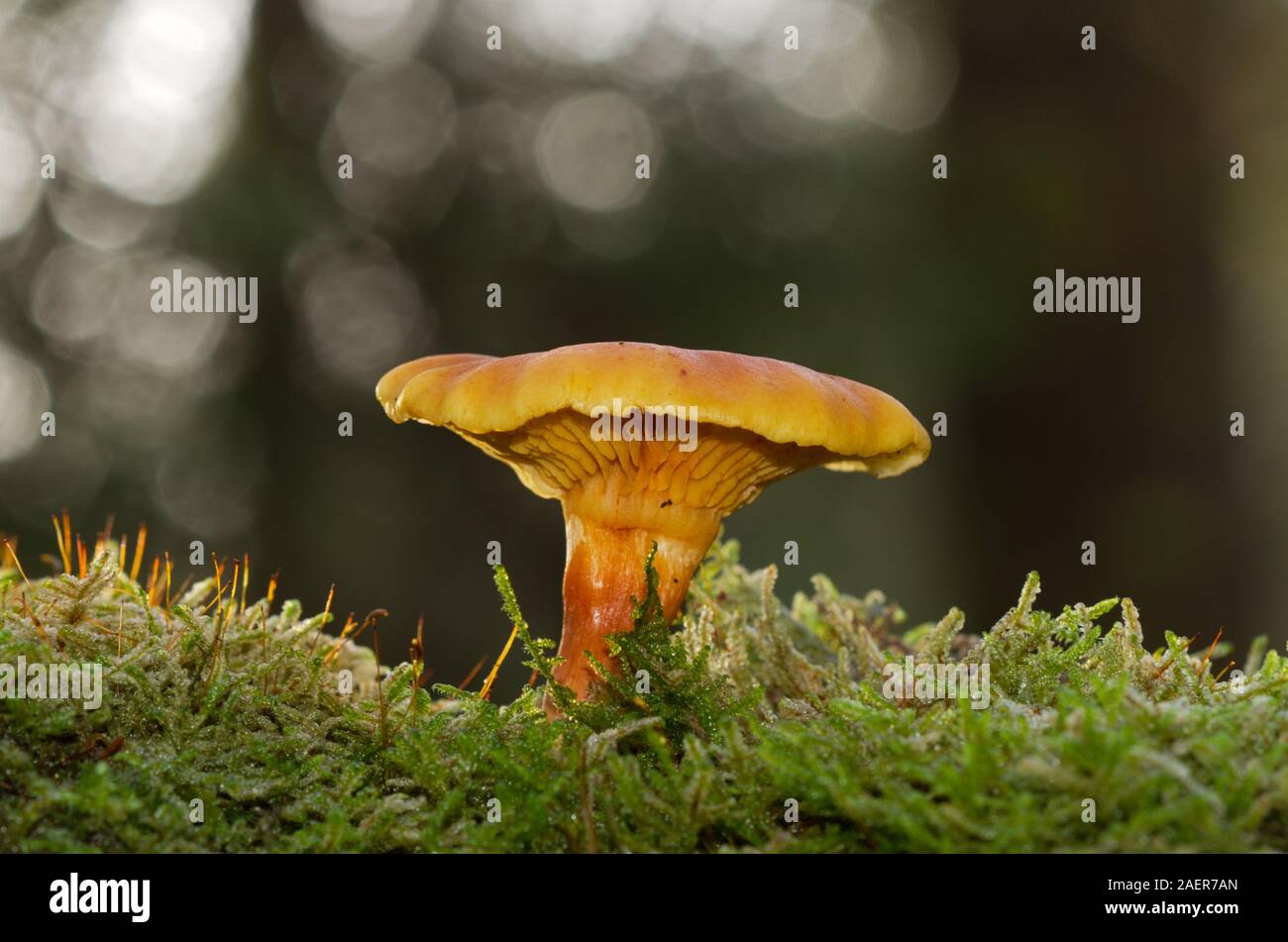 Scaly Rustgill mushroom, seen diagonally from below, growing in moss in a dark forest Stock Photo