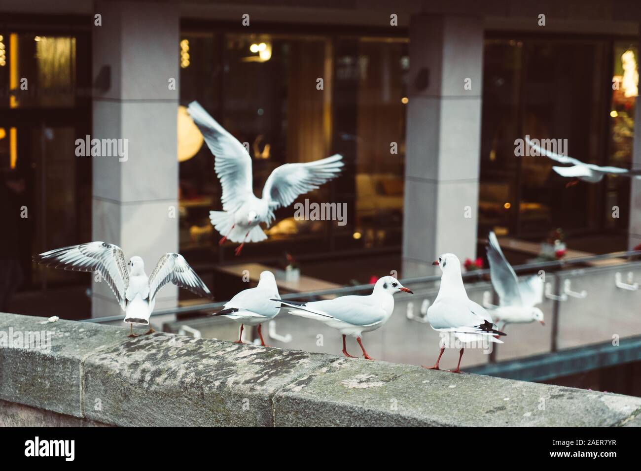 Group of birds staying togheter Stock Photo