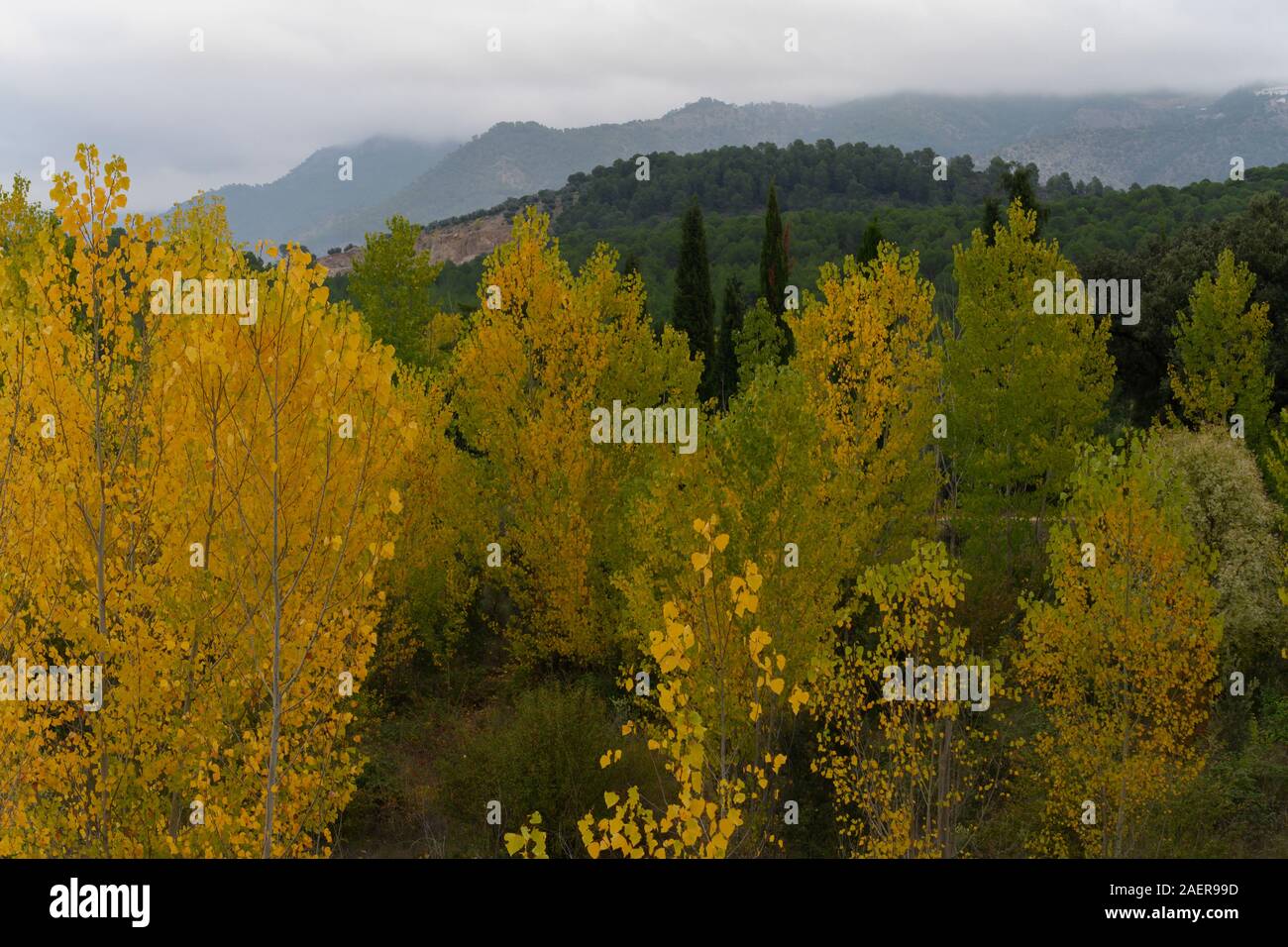 Treetops in a forest, Albacete, Albacete Province, Castilla�La Mancha, Spain Stock Photo