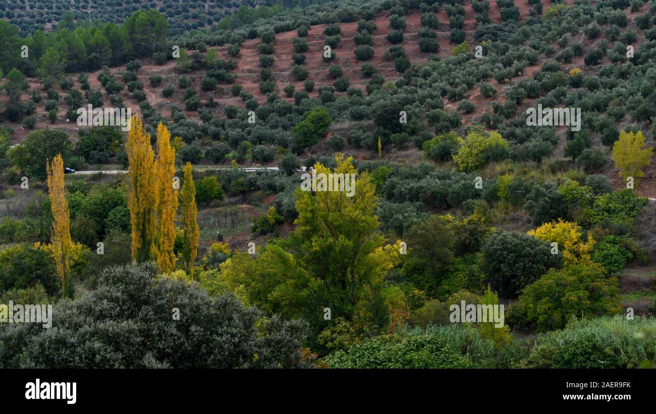 Olive Orchard Growing On Hills Hornos Jaen Province Spain Stock