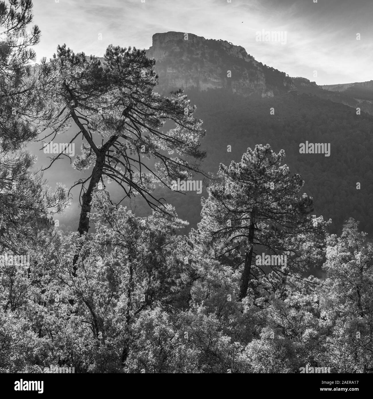 Scenic view of forest, Sierra De Cazorla, Jaen Province, Spain Stock Photo