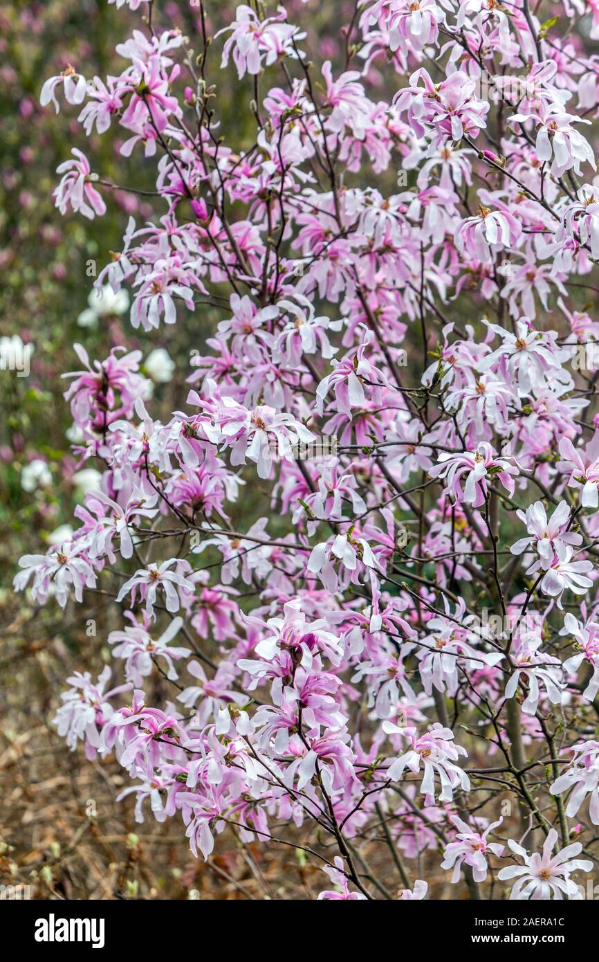 Magnolia stellata Rosea tree pink blossoms Stock Photo