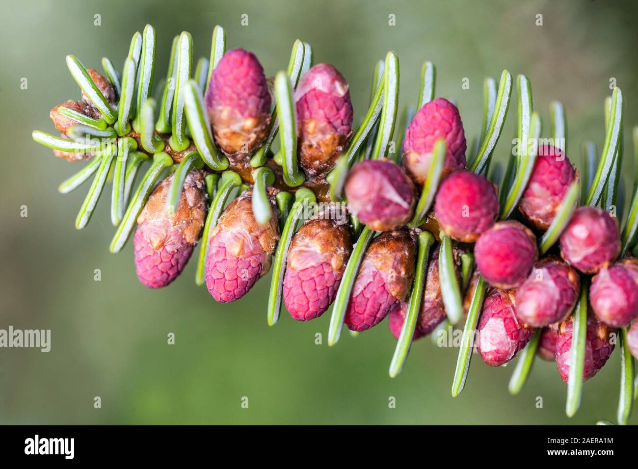 Abies pinsapo " Fastigiata " Spanish fir spring cones Stock Photo Alamy