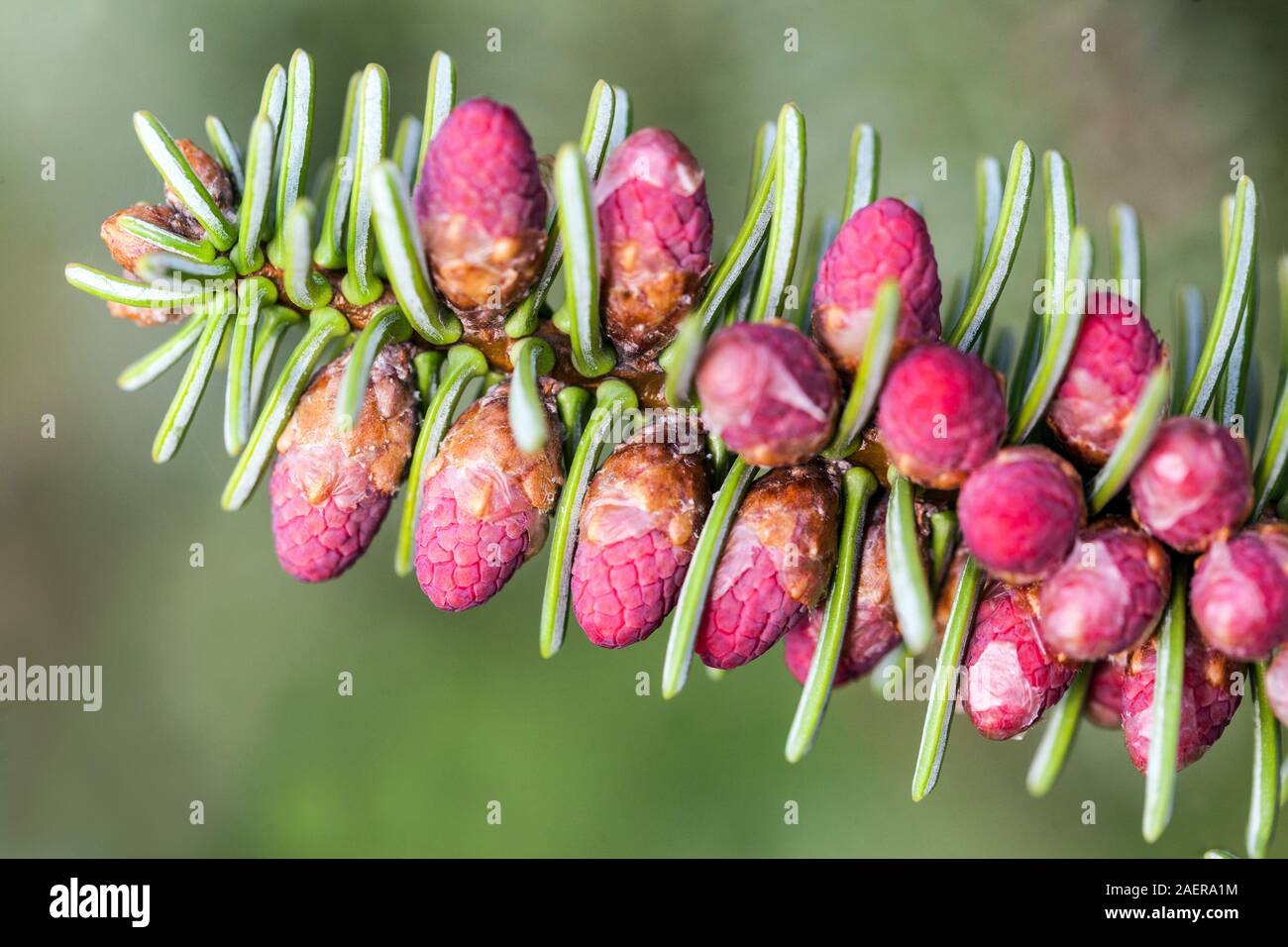 Abies pinsapo ' Fastigiata ' Spanish fir spring cones shoots close up Stock Photo