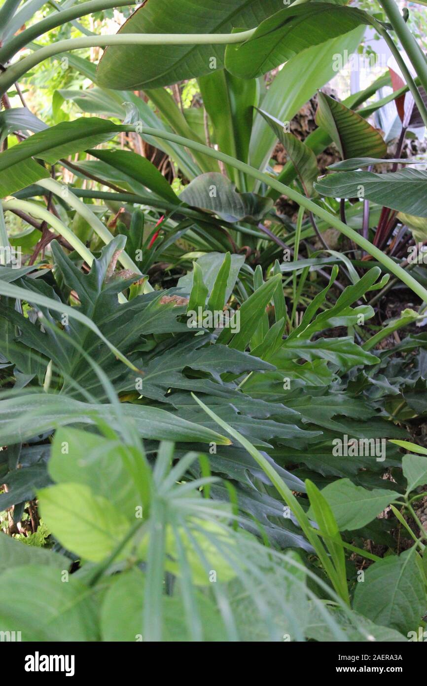 Tropical forest full of green foliage Stock Photo - Alamy