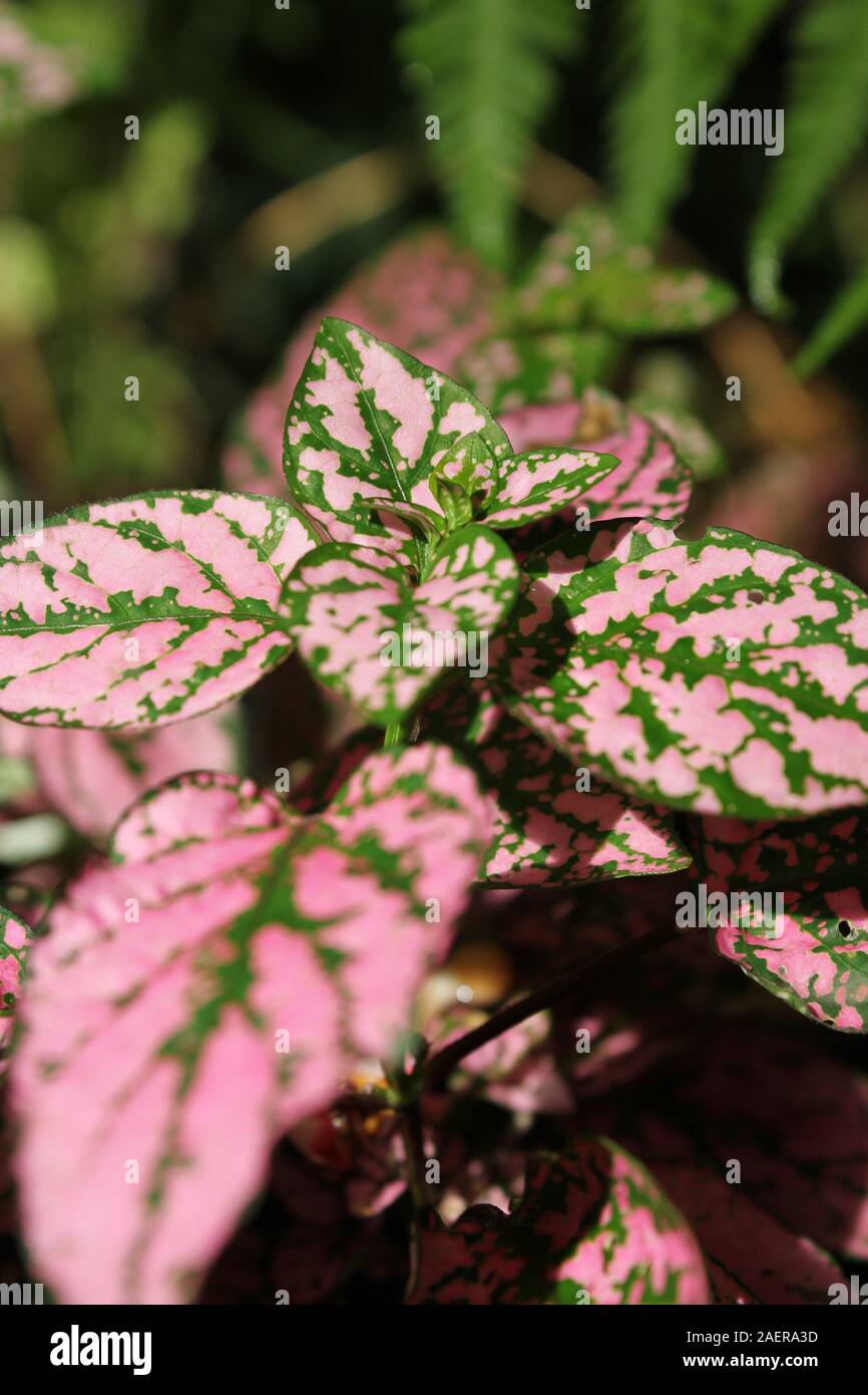 Pink and green coleus flower plants Stock Photo - Alamy