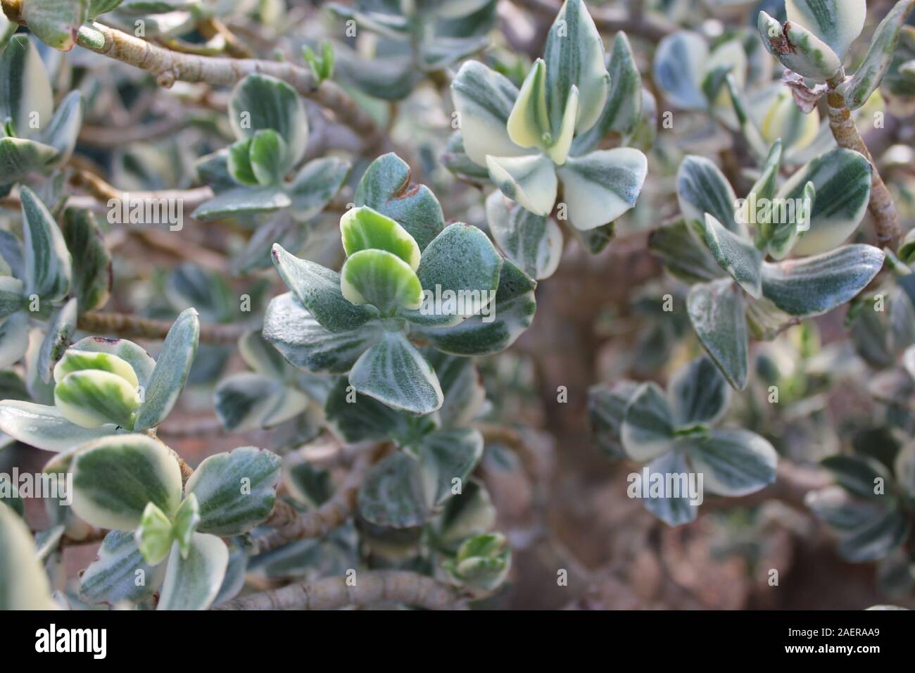 Beautiful jade plant, Crassula ovata, jade plant, lucky plant, money plant or money tree, Stock Photo