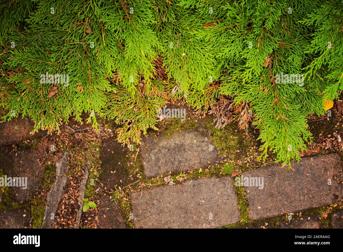 green Thuja alley. And road in autumn top view Stock Photo
