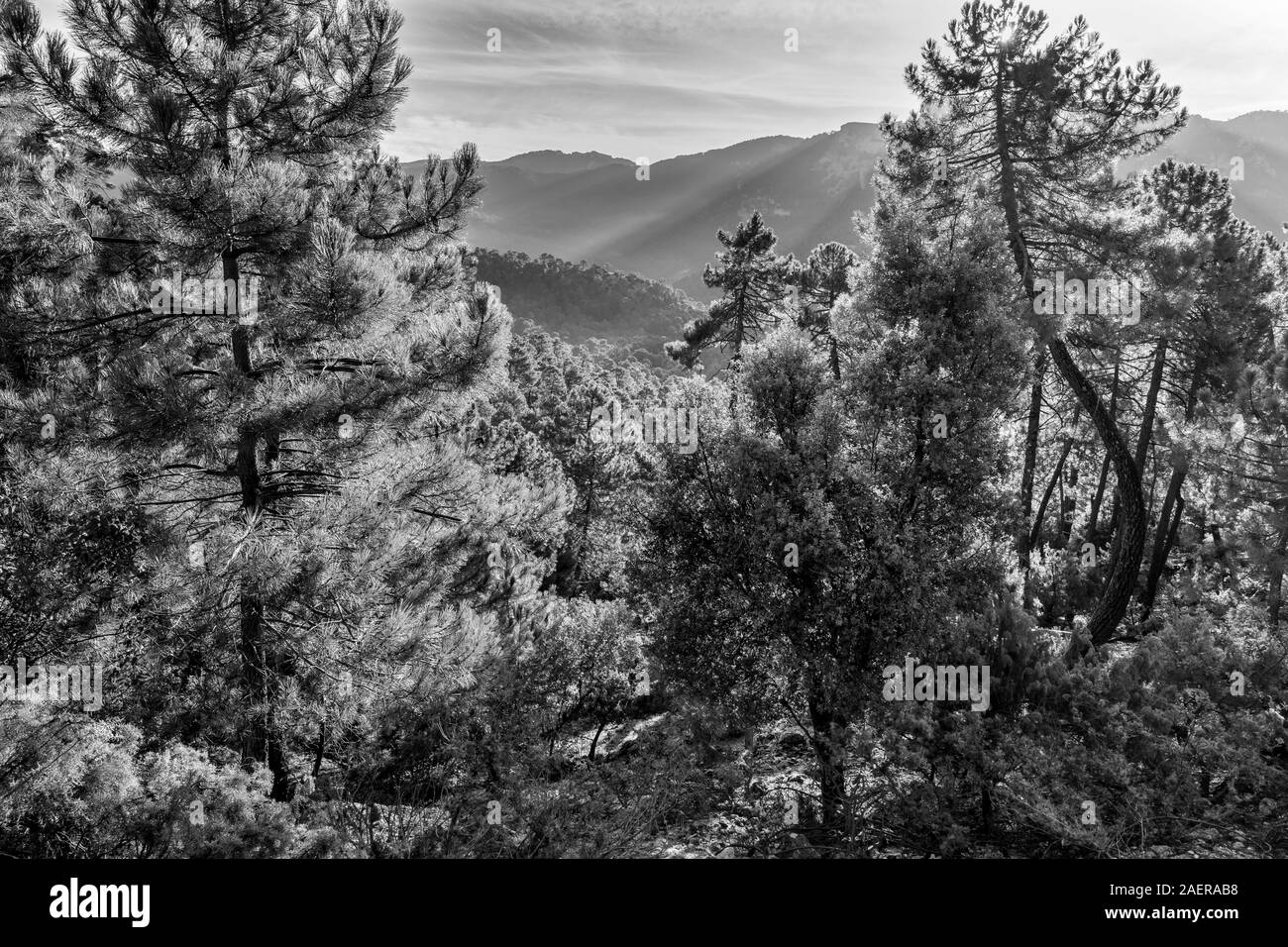 Elevated view of trees on mountain, Sierra De Cazorla, Jaen Province, Spain Stock Photo