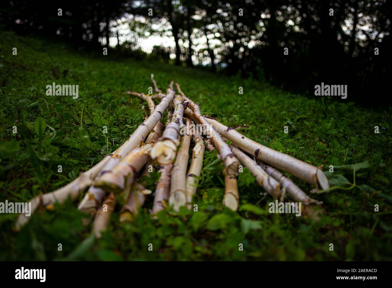 Birch wood laying on grass Stock Photo Alamy