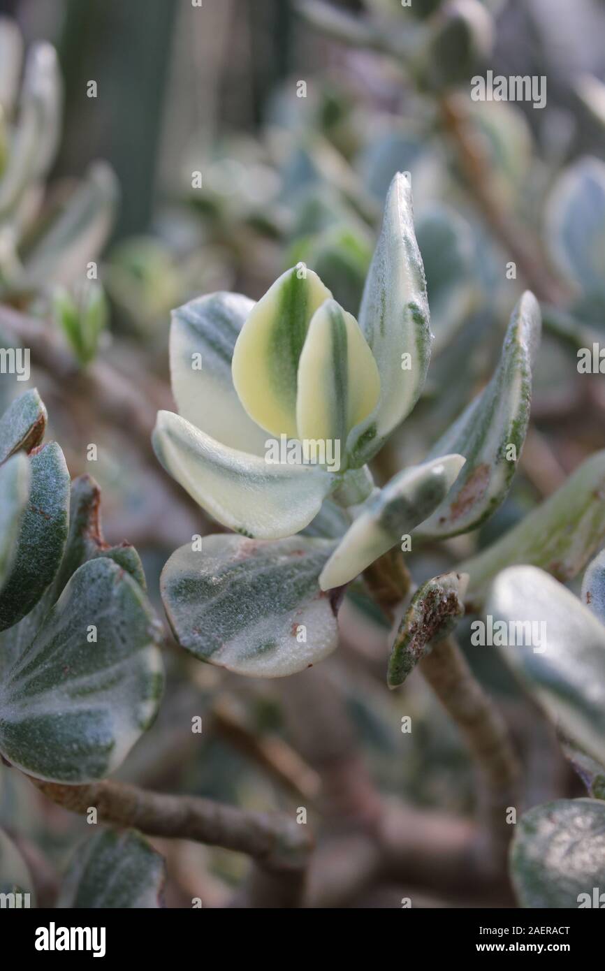 Beautiful jade plant, Crassula ovata, jade plant, lucky plant, money plant or money tree, Stock Photo