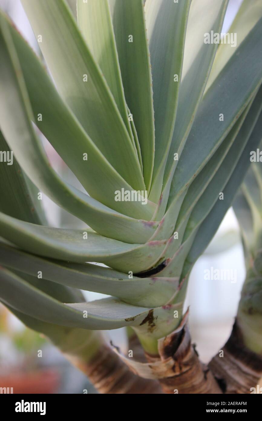 Fan aloe plicatilis plant, Medicinal Aloe, Savila Stock Photo Alamy