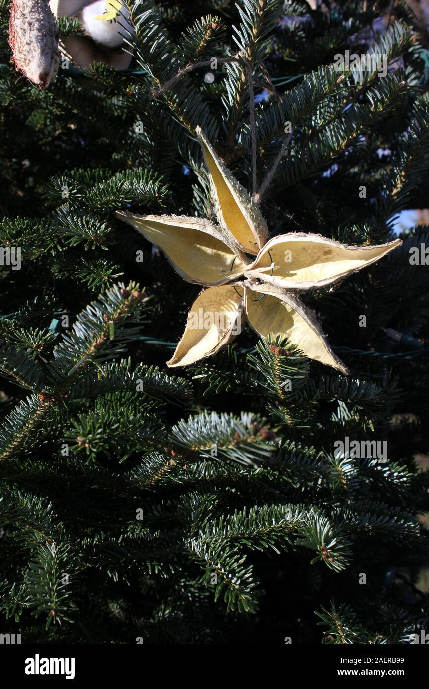 Dried out christmas tree hires stock photography and images Alamy