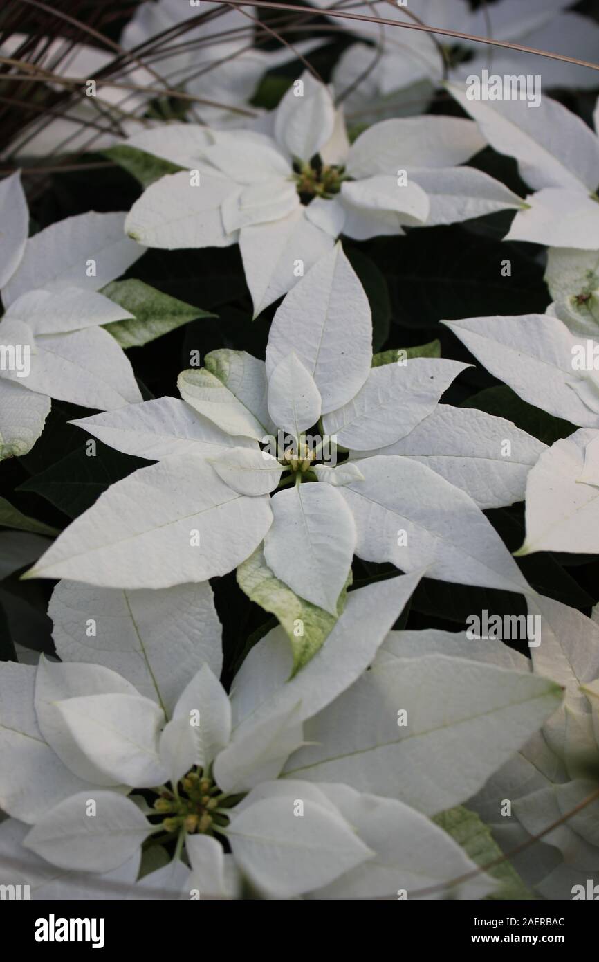 Christmas star flowers euphorbia pulcherrima hi-res stock photography and  images - Page 13 - Alamy