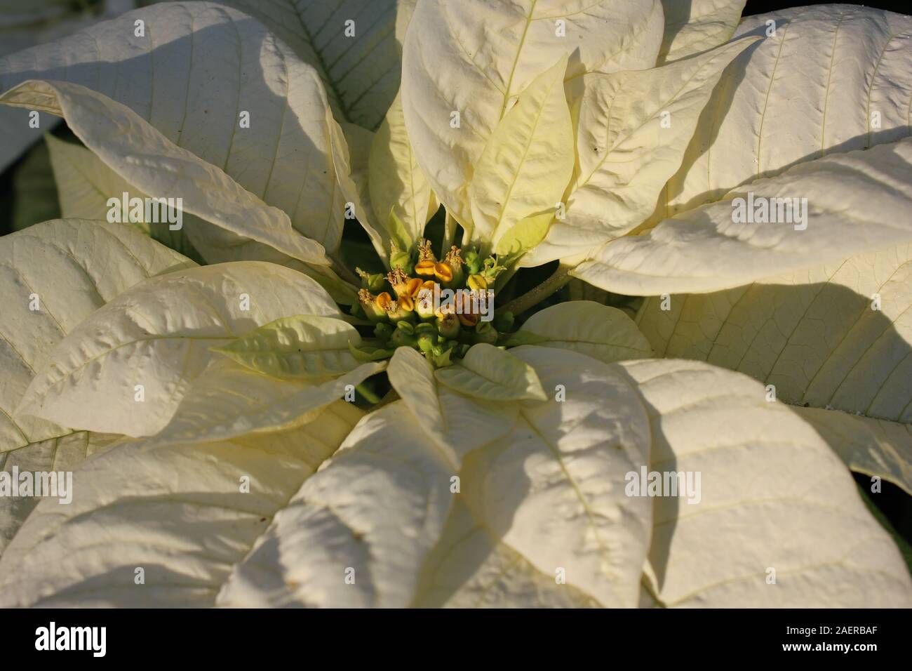 Beautiful stunning white poinsettias growing in a flower garden, Euphorbia Species, Poinsettia Species, Flor de Nochebuena, Christmas Eve Flower Stock Photo
