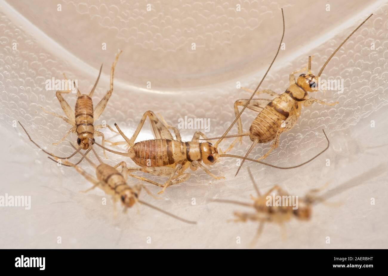 Banded house crickets,  Gryllodes sigillatus, that are used as pet food for reptiles, birds, amphibians, and insectivorous arthropods Stock Photo