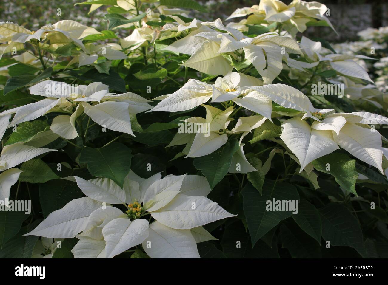 Beautiful stunning white poinsettias growing in a flower garden, Euphorbia  Species, Poinsettia Species, Flor de Nochebuena, Christmas Eve Flower Stock  Photo - Alamy