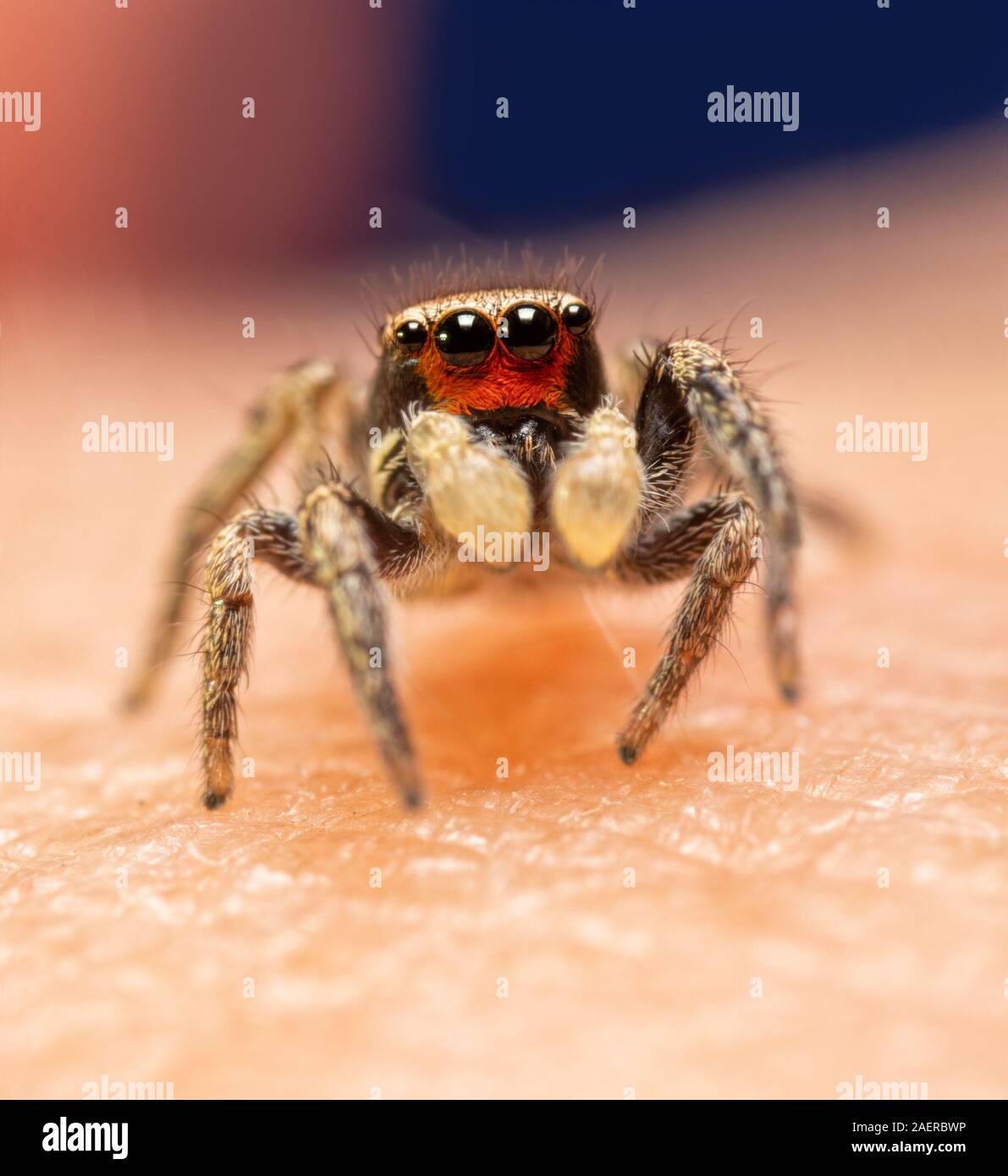 Adorable and very tiny male Habronattus coecatus jumping spider;  with his bright red clypeus Stock Photo
