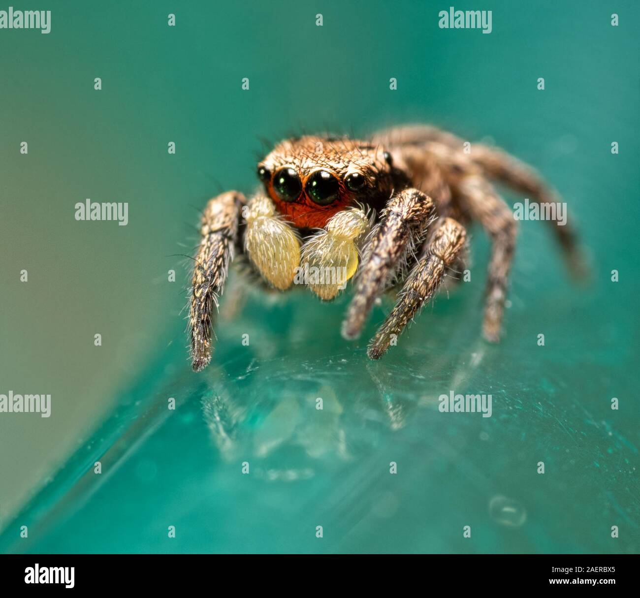 Tiny male Habronattus coecatus jumping spider on green background Stock Photo