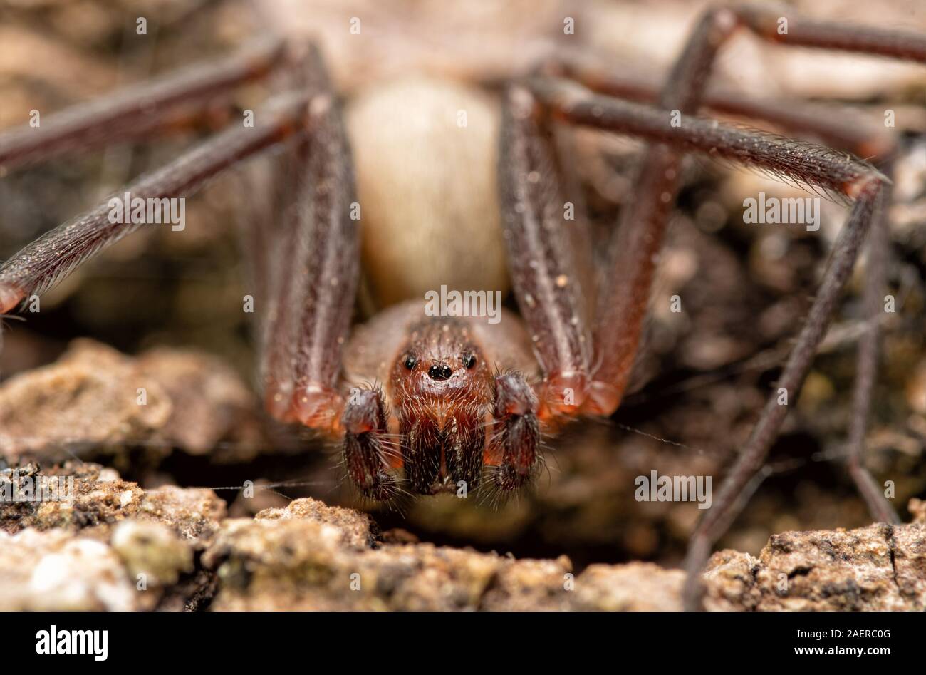 Front closeup of a Brown Recluse spider Stock Photo